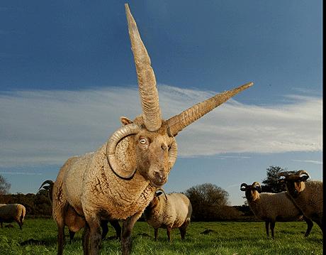 baaaaaaaaaaaa