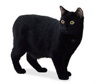 Manx