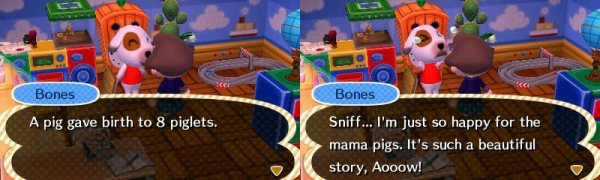 bones piglets story